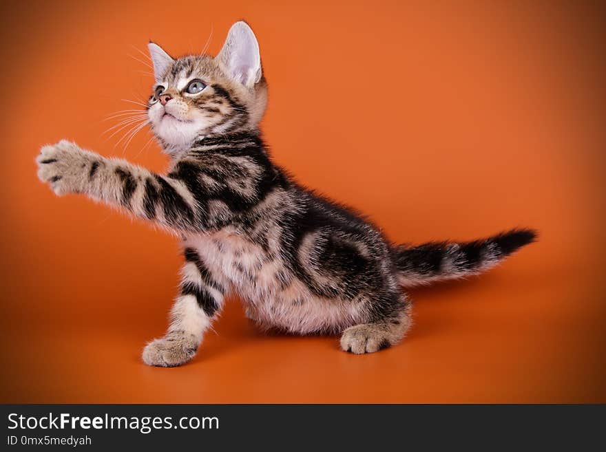 Studio photography of an American shorthair cat on colored backgrounds