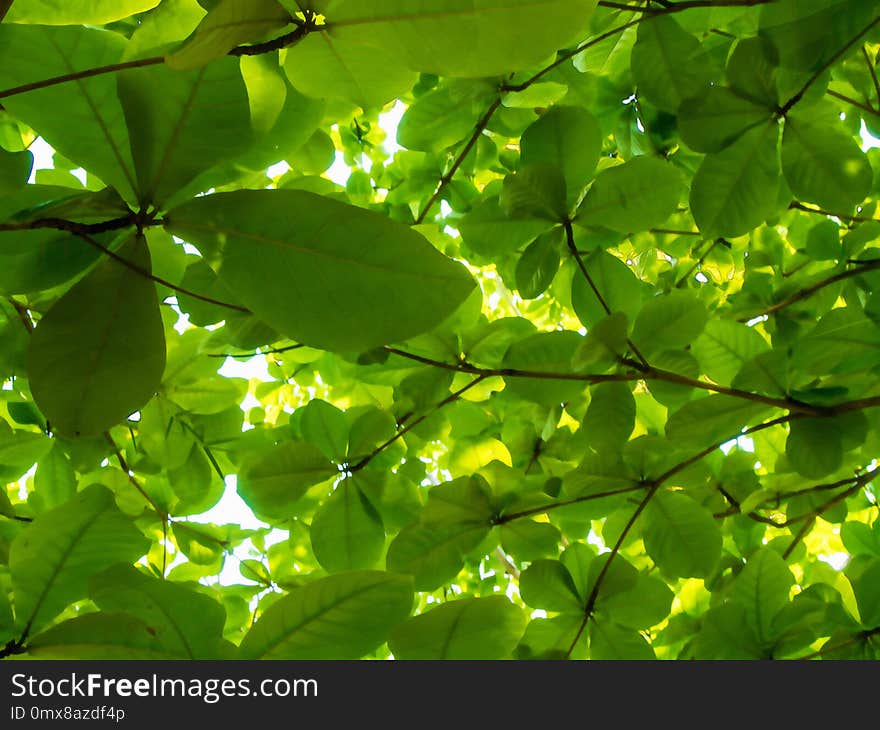 Watercolor painting image - green leaves on the trees.