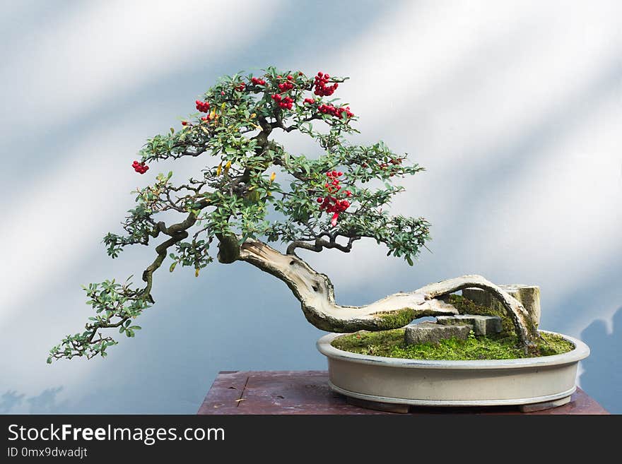 Curved bonsai tree with red fruits on a table against a white wall