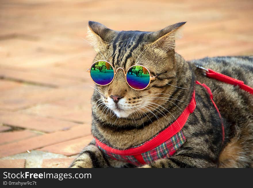 Cool cat wearing round sunglasses