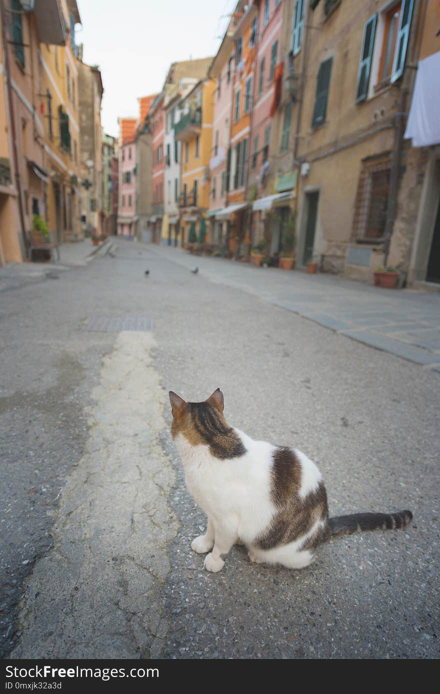 Cat on the street - A cat in a charming street in Vernazza, Liguria, Italy.