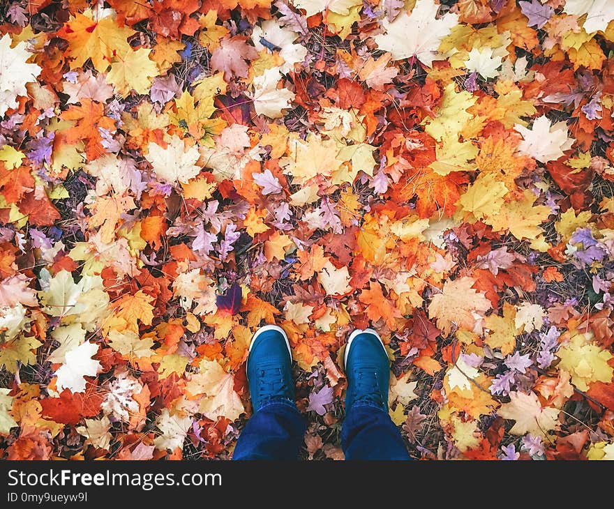 Male legs in sneakers outdoor on the background of beautiful autumn leaves. Autumn background. Male legs in sneakers outdoor on the background of beautiful autumn leaves. Autumn background