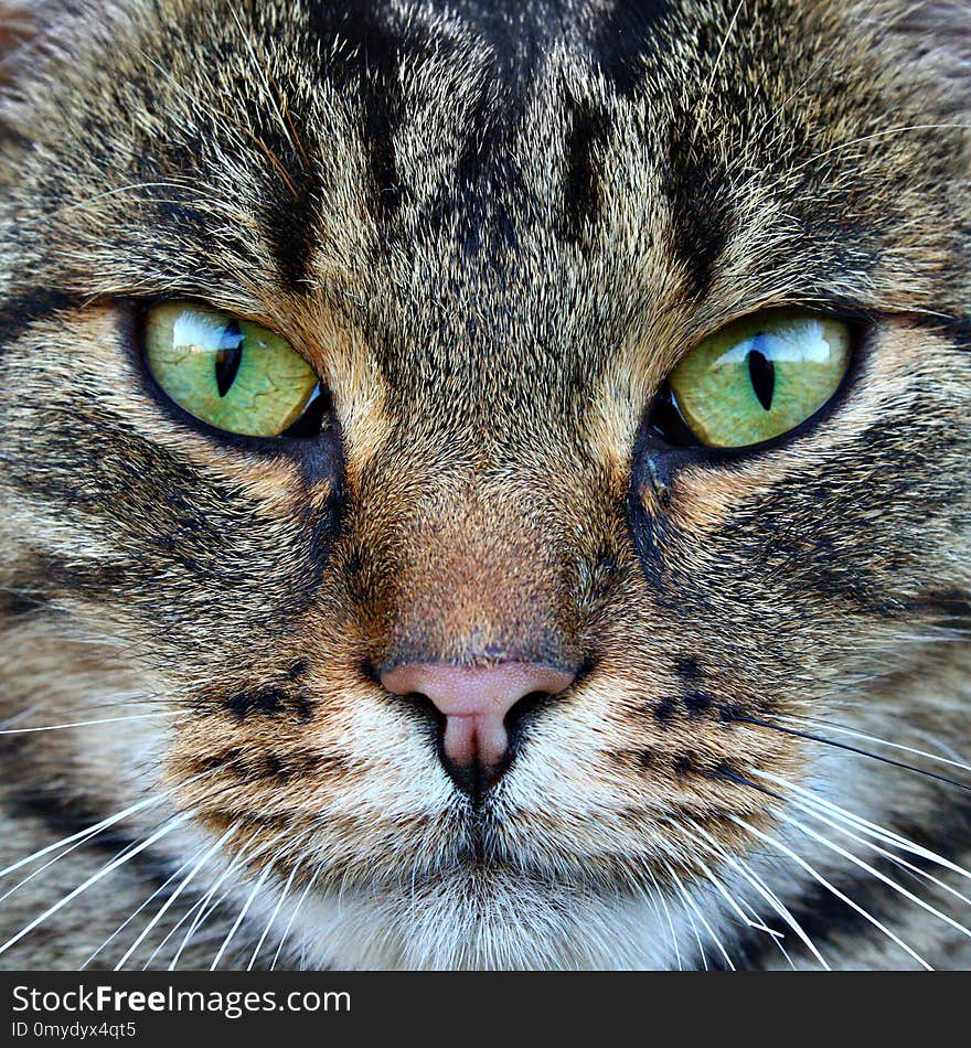 Wild cat with green eyes close up