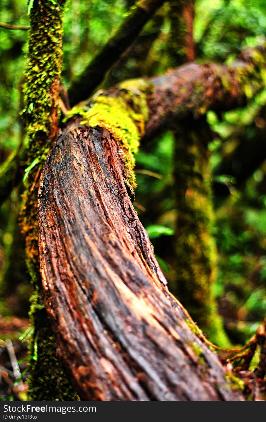 Wood root background in the middle of the forest