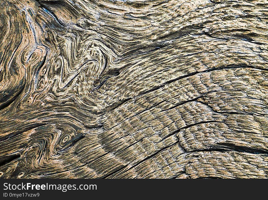 Detail of knots on oak wood, texture for your design