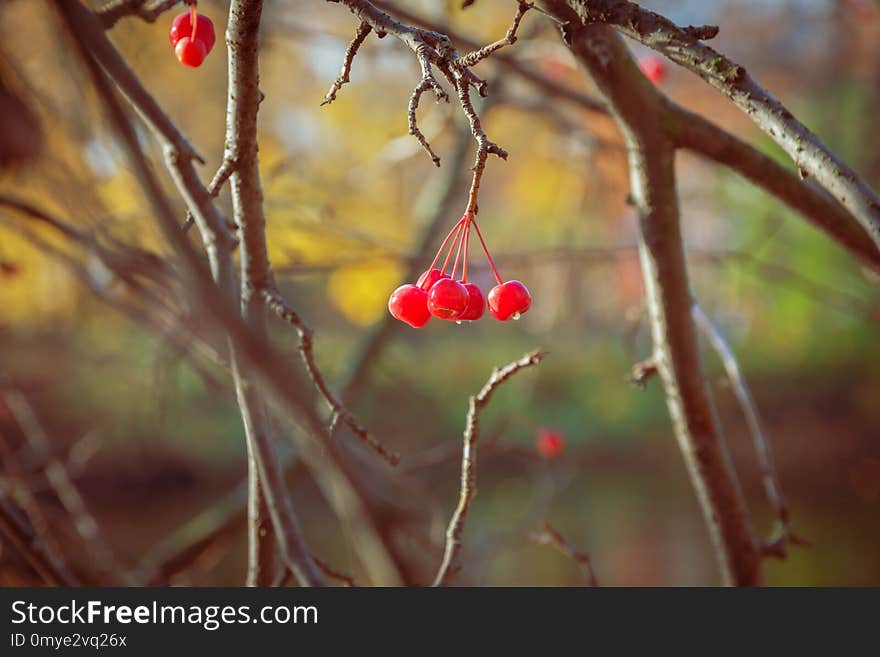 Red berries on an autumn tree