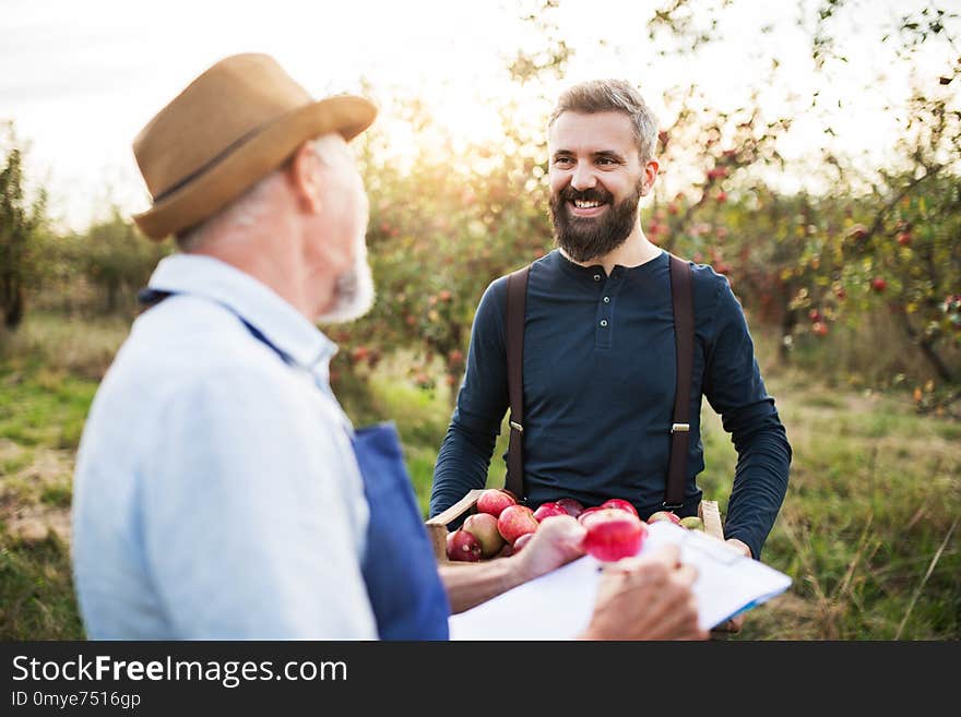 A senior men with adult son picking apples in orchard in autumn, checking quality. A senior men with adult son picking apples in orchard in autumn, checking quality.