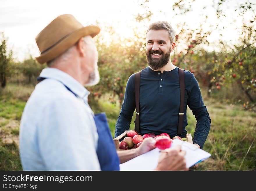 A senior man with adult son picking apples in orchard in autumn.