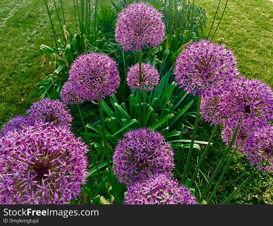 Plant, Purple, Flower, Flowering Plant