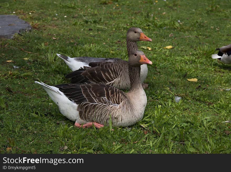 Bird, Water Bird, Goose, Fauna