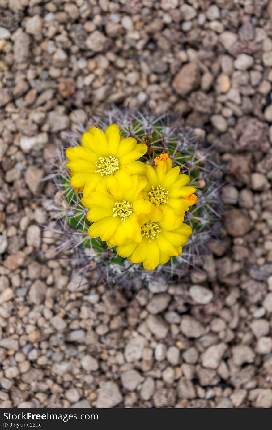 Flower, Flora, Yellow, Plant