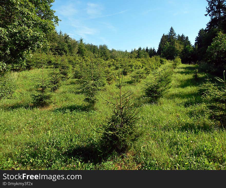 Vegetation, Grassland, Ecosystem, Nature Reserve