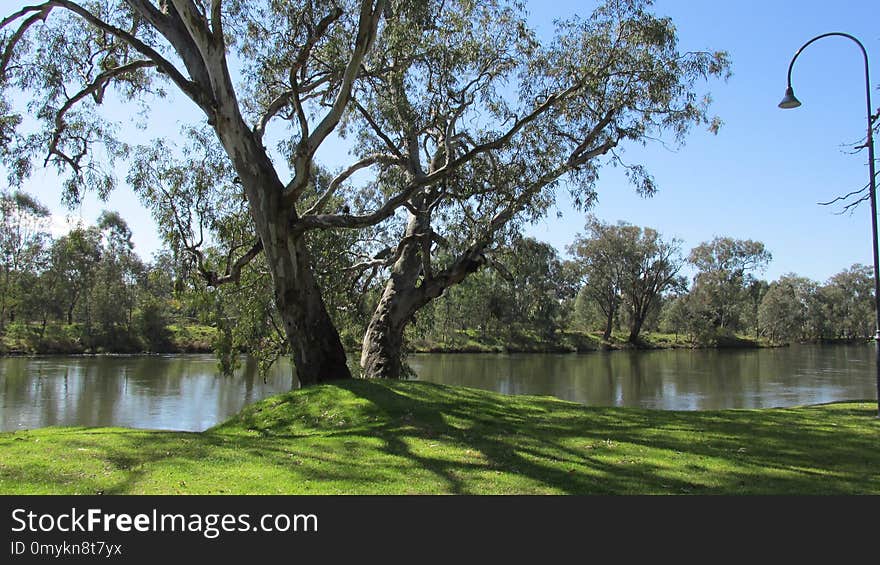 Waterway, Tree, Nature Reserve, Water