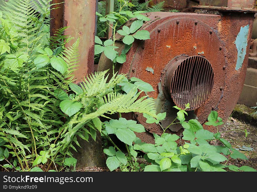 Plant, Leaf, Herb, Garden