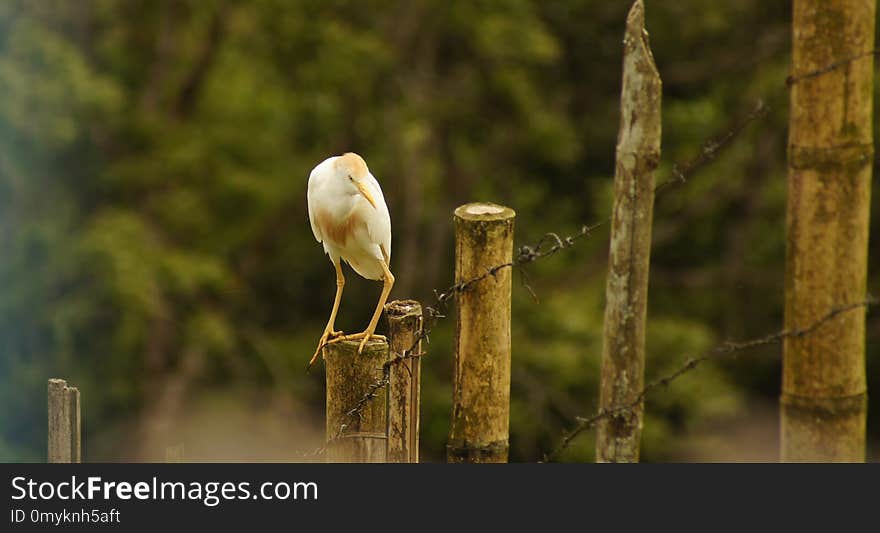 Bird, Fauna, Ecosystem, Beak