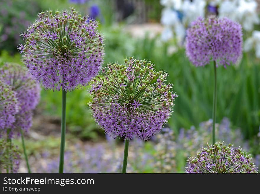 Plant, Purple, Flora, Flower