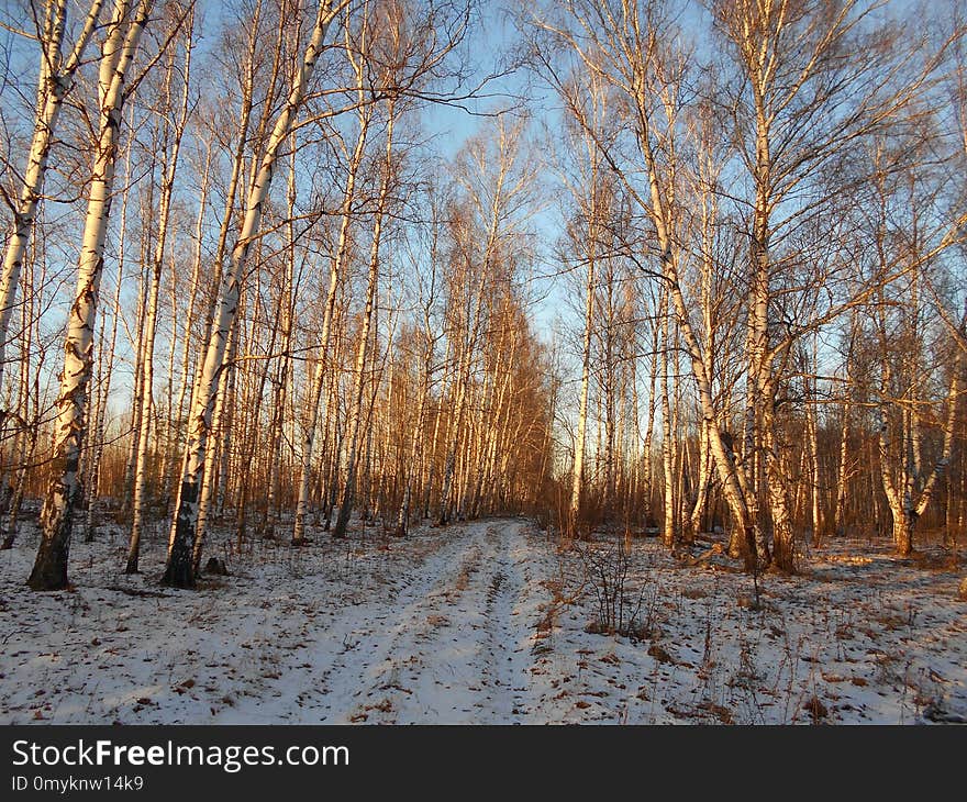 Tree, Winter, Woodland, Ecosystem