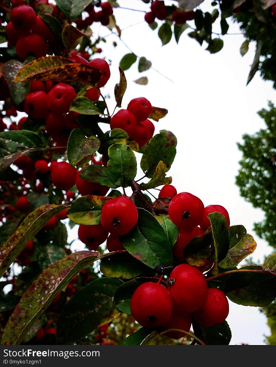 Fruit, Plant, Berry, Aquifoliaceae