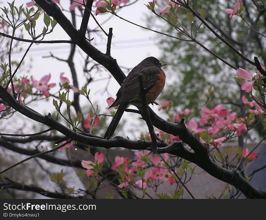 Bird, Branch, Tree, Fauna