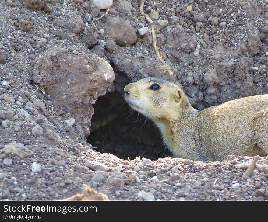 Fauna, Mammal, Prairie Dog, Squirrel