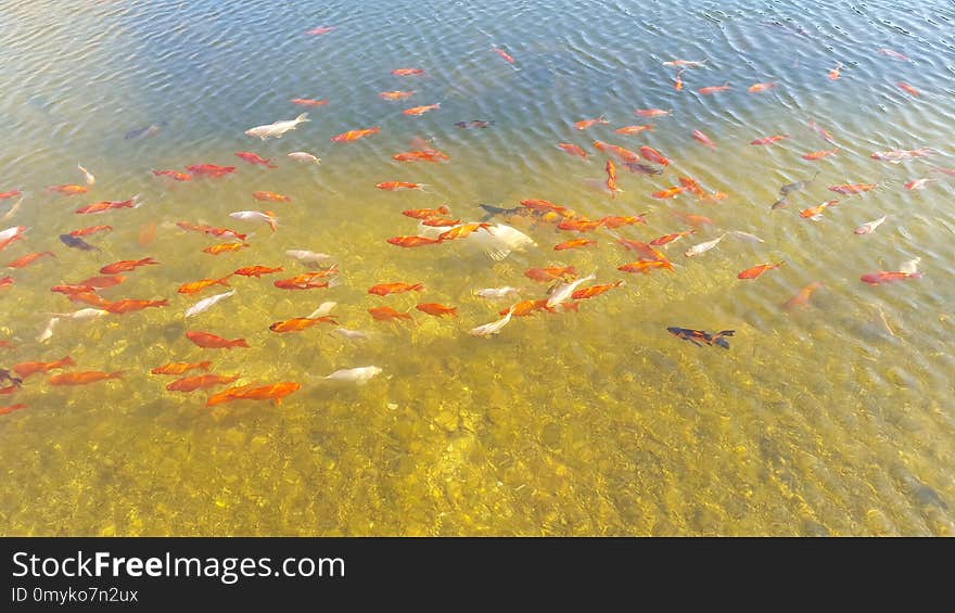 Water, Koi, Ecosystem, Fish Pond