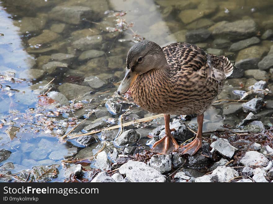 Bird, Duck, Water Bird, Water