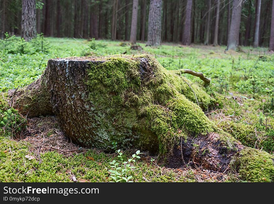 Vegetation, Nature Reserve, Ecosystem, Tree