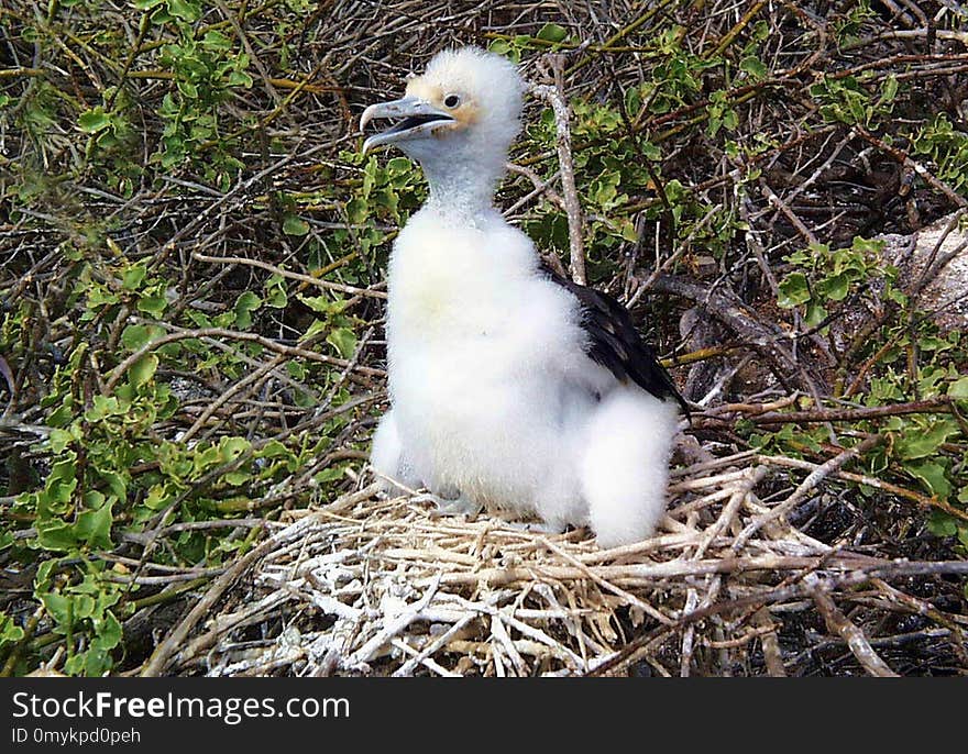 Bird, Fauna, Beak, Seabird