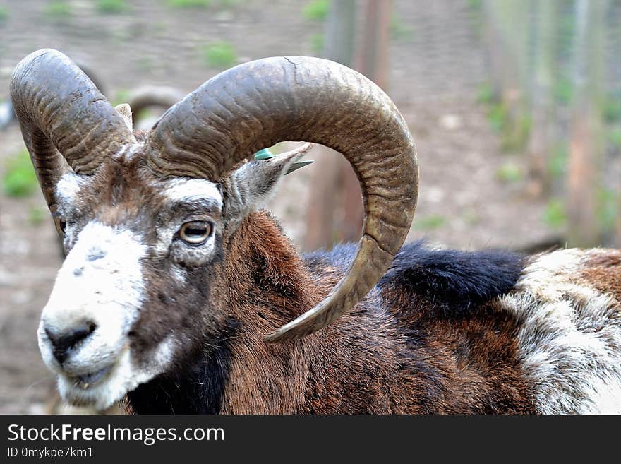 Horn, Sheep, Fauna, Argali