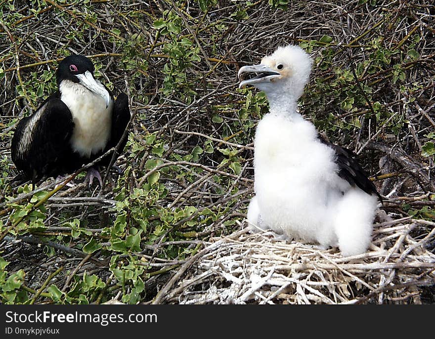 Bird, Fauna, Beak, Seabird