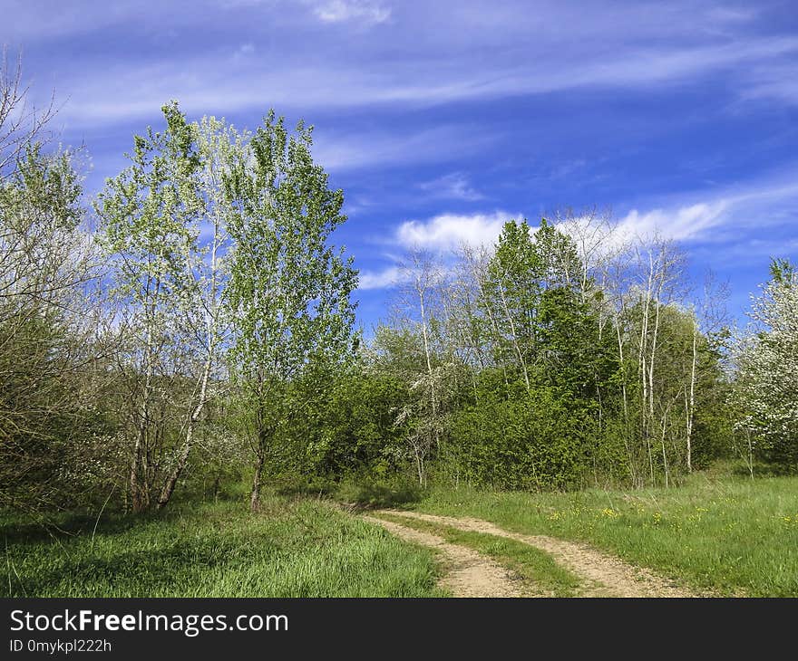 Sky, Ecosystem, Tree, Nature Reserve