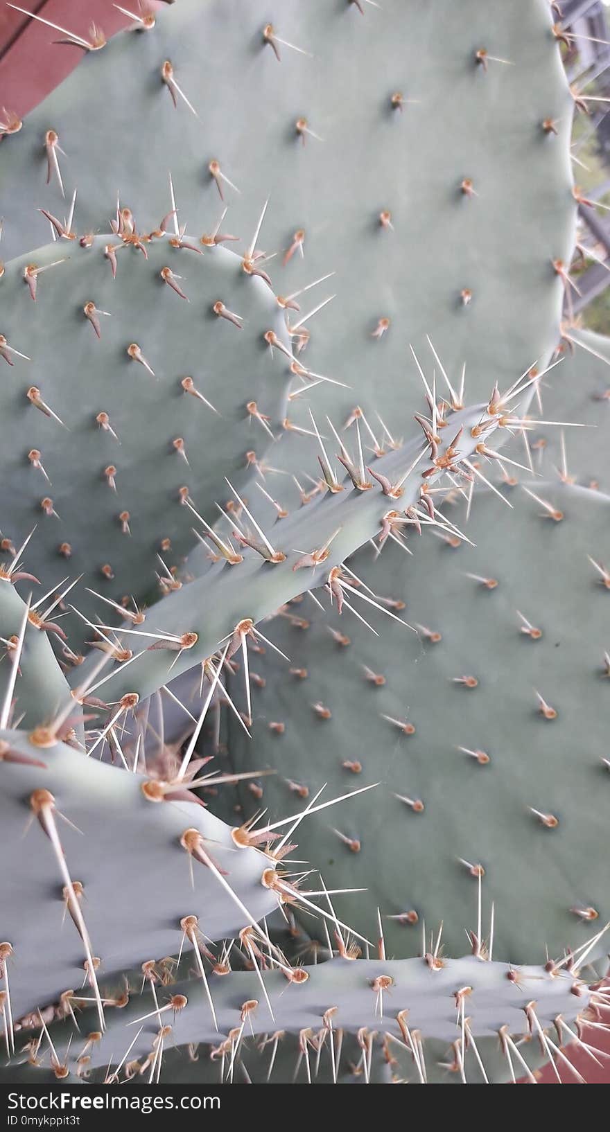 Plant, Thorns Spines And Prickles, Cactus, Flowering Plant