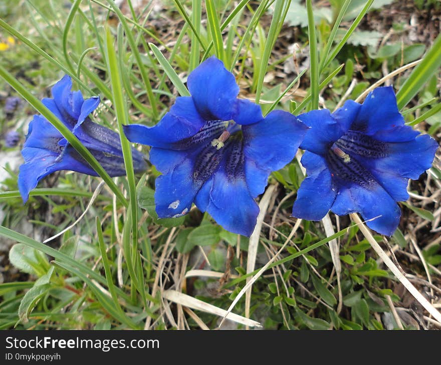 Flower, Plant, Flora, Violet Family