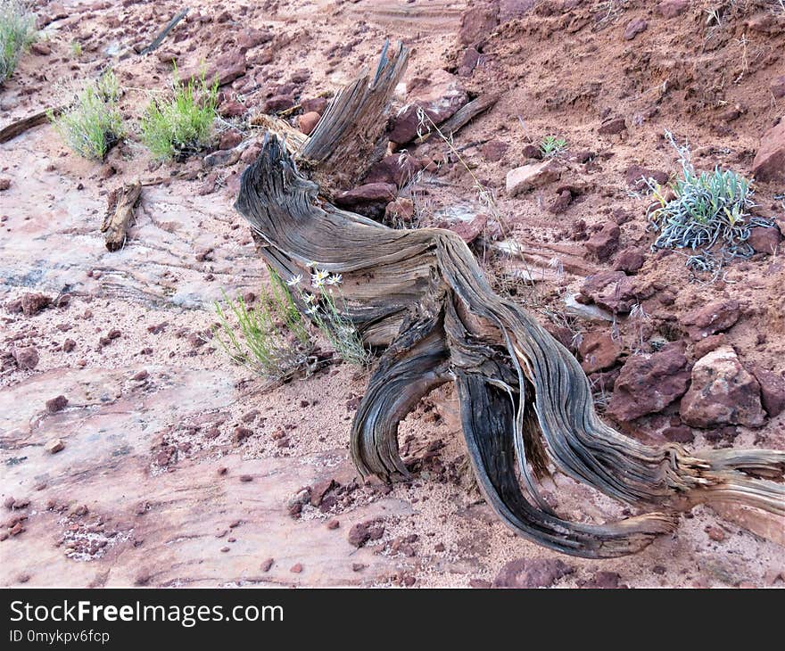 Tree, Shrubland, Geology, Plant Community