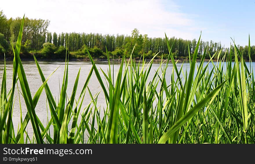 Grass, Vegetation, Ecosystem, Grass Family