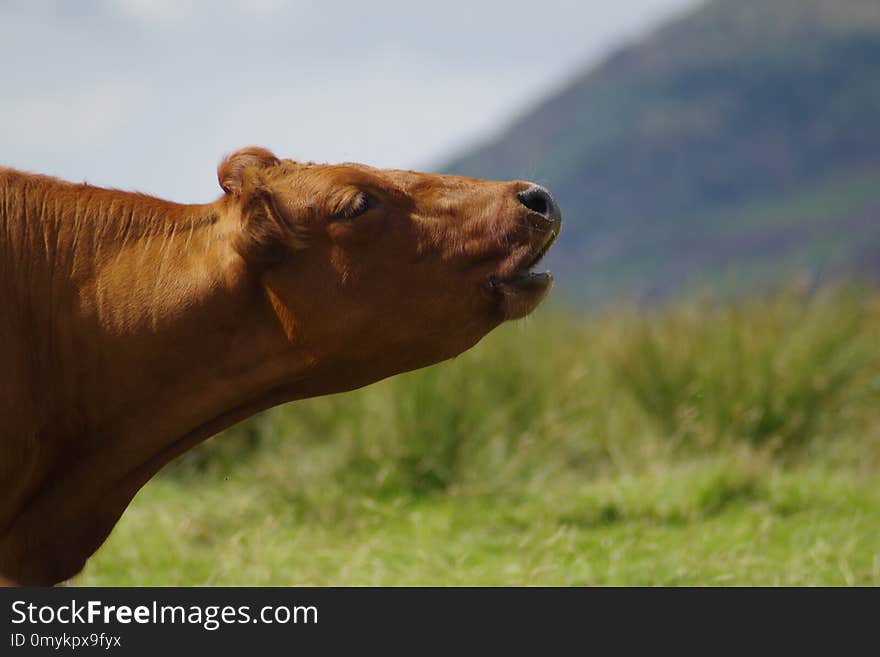 Cattle Like Mammal, Grassland, Ecosystem, Pasture