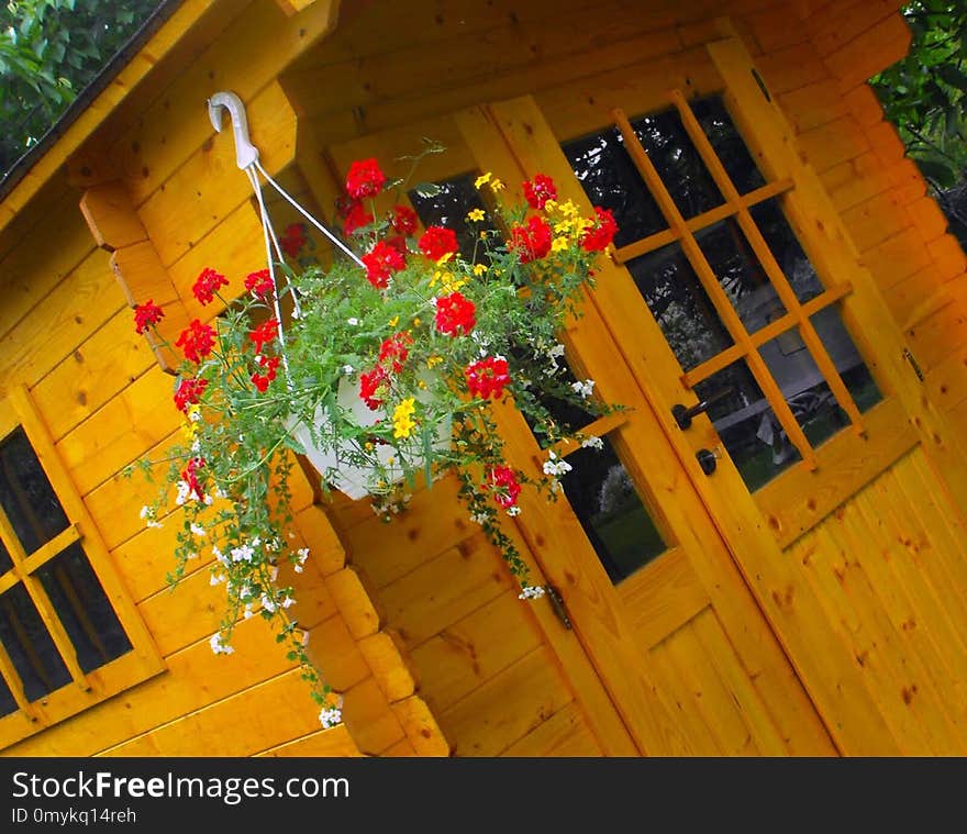 Yellow, Flower, Leaf, Flora