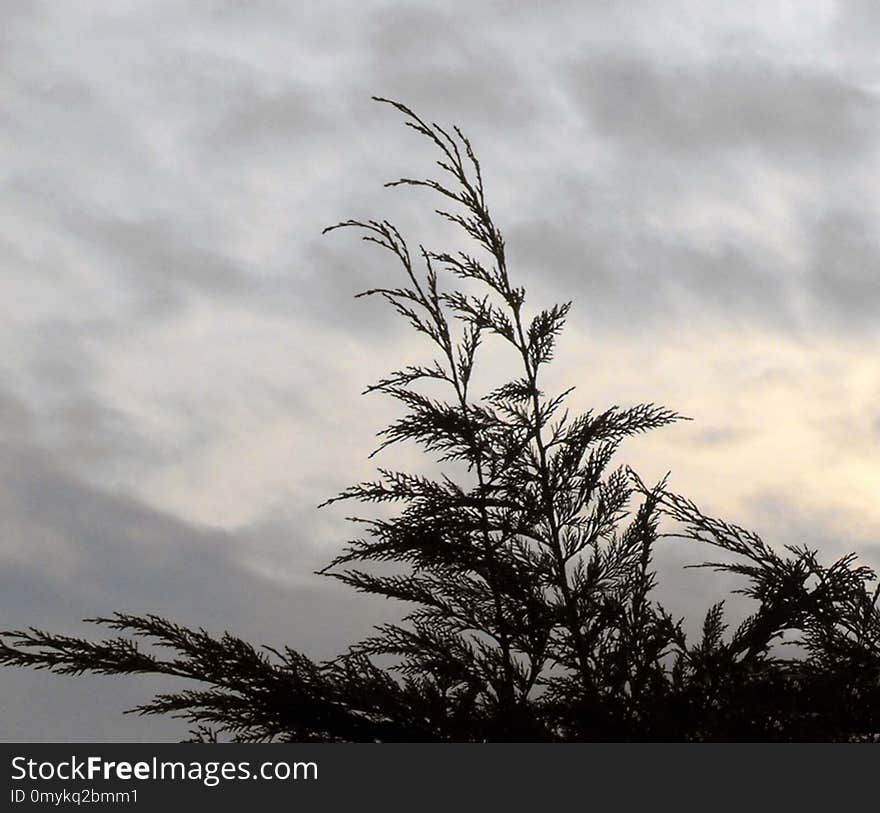 Sky, Cloud, Tree, Branch