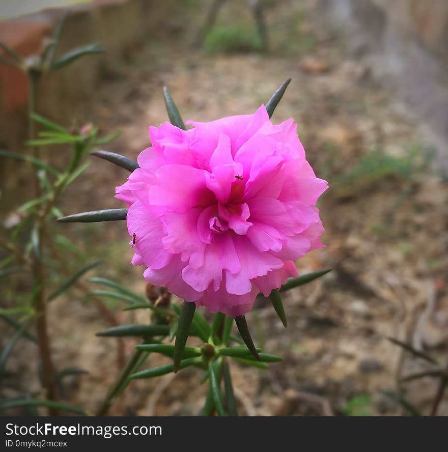 Flower, Plant, Flora, Flowering Plant