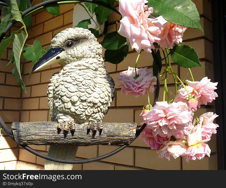 Fauna, Flora, Flower, Beak