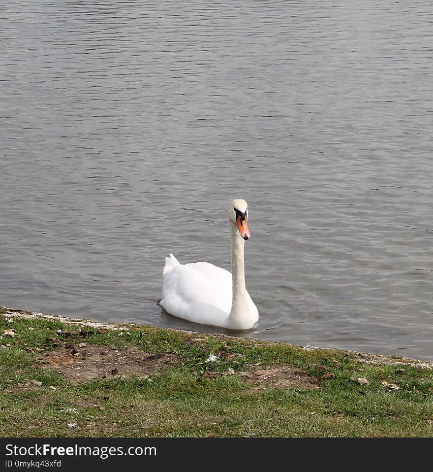 Bird, Swan, Water Bird, Water