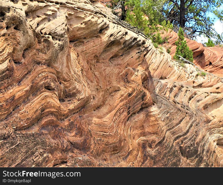 Rock, Tree, Soil, Geology