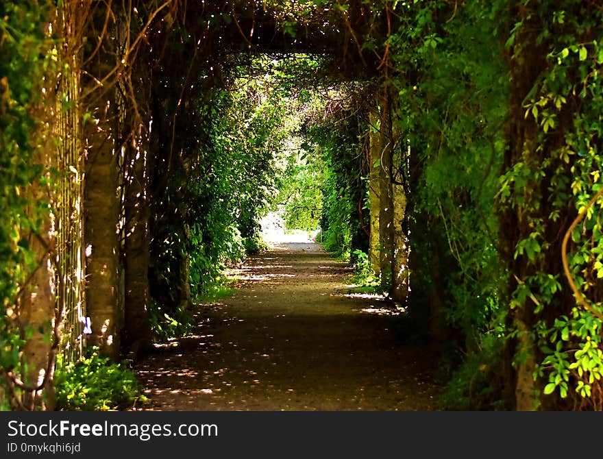 Green, Nature, Vegetation, Woodland