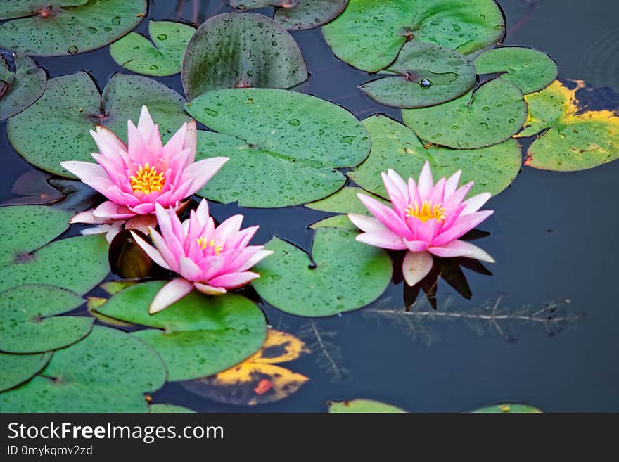 Flower, Plant, Flora, Sacred Lotus