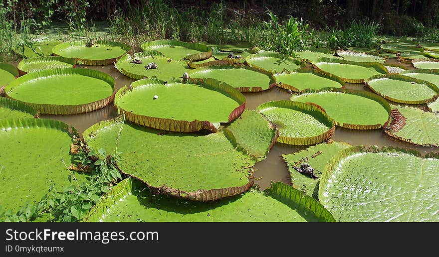 Vegetation, Water, Leaf, Botanical Garden