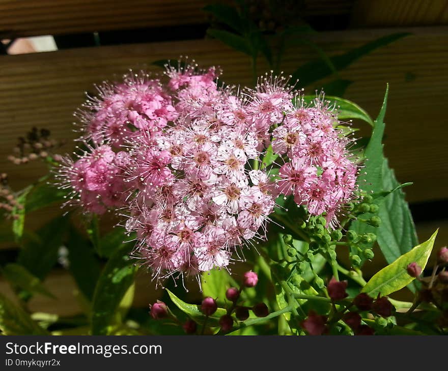 Plant, Flower, Shrub, Spring