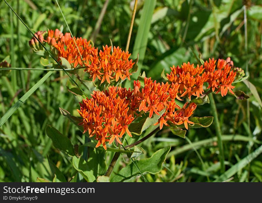 Plant, Flower, Flora, Milkweed