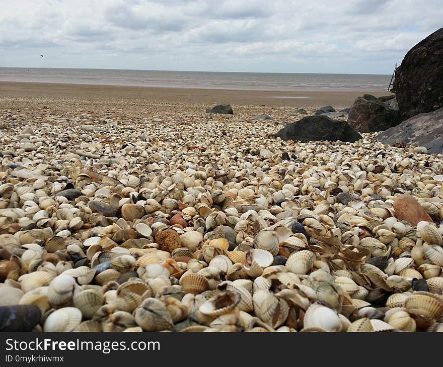 Seashell, Shore, Pebble, Sea