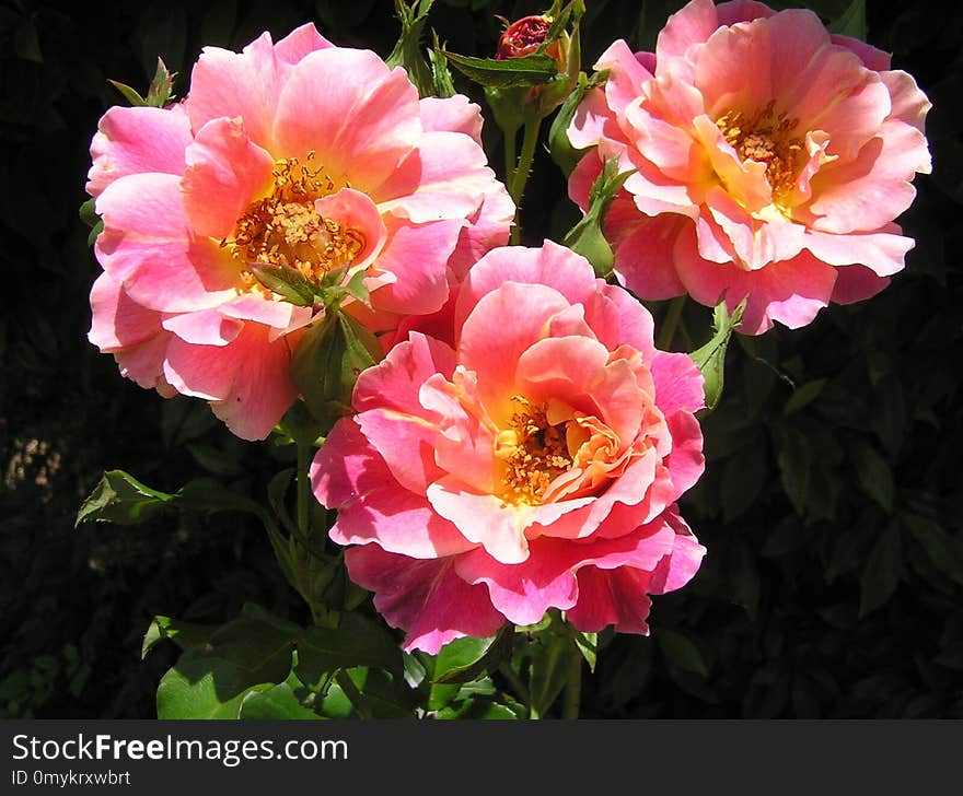 Flower, Rose, Rose Family, Flowering Plant