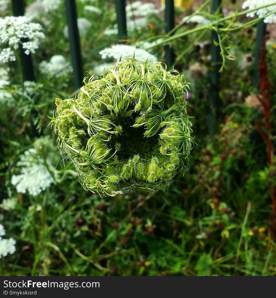 Plant, Vegetation, Flora, Subshrub